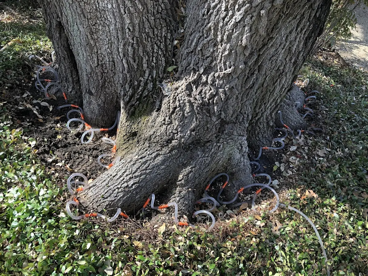 Detailed Tree Cabling and Bracing job site in Taunton