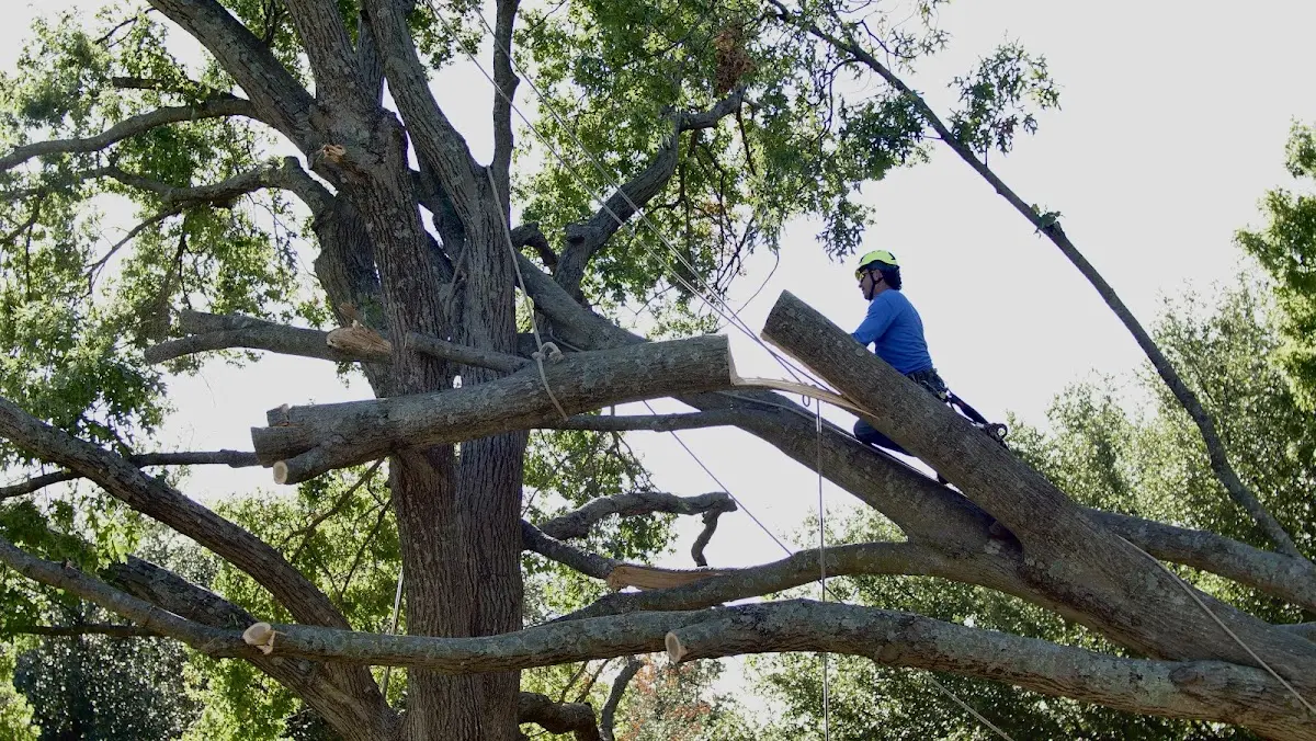 Professional Crown Thinning performed by certified arborists in Taunton